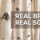 Birch Branches for Decorating and Delineating Spaces