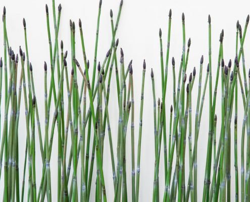 Indoor Artificial Equisetum Horsetail Reeds for Office Privacy