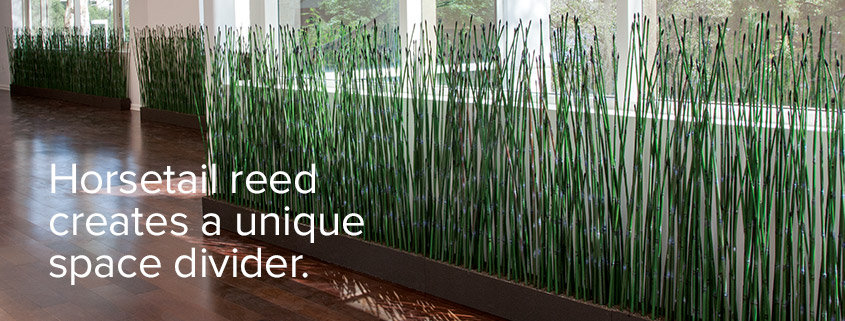 Artificial Equisetum and Horsetail Reeds for Use as Privacy Screens